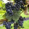 Concord Grape -The Orchard Zone concord grape 3 1 1