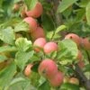 WSU Puget Spice Crabapple 1 WSU Puget Spice Crabapple -The Orchard Zone crabapple a725s puget spice 1