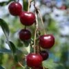 Craig's Crimson Cherry -The Orchard Zone craigs crimson cherry
