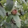 Marron™ Medlar -The Orchard Zone d009