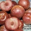 Combo Pluot Tree (4 Varieties) 1 Combo Pluot Tree (4 Varieties) -The Orchard Zone dappledandy
