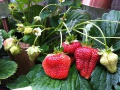 Quinault Strawberry -The Orchard Zone dd47fceee95941382b9193cfc633fd4f 2