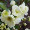 Double Take Eternal White™ Flowering Quince -The Orchard Zone dtew