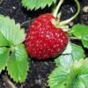 Marshall Strawberry -The Orchard Zone e470 marshall strawberry 1 1