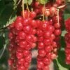 Jonkheer Van Tets Currant -The Orchard Zone e760 1