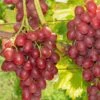 Einset Seedless Grape (Non Certified) 1 Einset Seedless Grape (Non Certified) -The Orchard Zone einset grape 1 648327ec 2c41 4396 a0ec 946aecfe0cb9