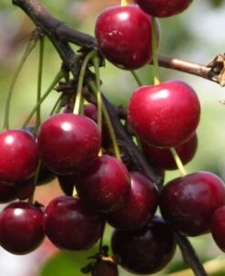 English Morello Cherry -The Orchard Zone english morello 2 1 2501f6d9 e0c1 4470 8d69 d4359ffc9816