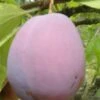 Ersinger European Plum -The Orchard Zone ersinger