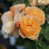 FLAVORETTEâ„¢ Honey-Apricot Rose 2 FLAVORETTEâ„¢ Honey-Apricot Rose -The Orchard Zone falvapri2