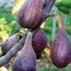 Nordland Fig -The Orchard Zone figs d353 nordland 1 1