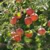 Fuji Apple -The Orchard Zone fuji