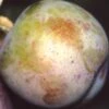 Golden Transparent European Plum -The Orchard Zone g transparent