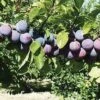Gras Ameliorat European Plum -The Orchard Zone ga1