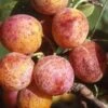 Combo Mirabelle Plum (3 Varieties) -The Orchard Zone geneva mirabelle 0175b19c 649b 4b08 8005 011ca606f415 1