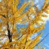 Male Ginkgo -The Orchard Zone ginkgo autumn gold 1