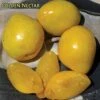 Golden Nectar Asian Plum -The Orchard Zone golden nectar