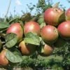 Combination Cider Apple Tree (3 Varieties) -The Orchard Zone granniwinkle 1