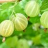 Pixwell Gooseberry 1 Pixwell Gooseberry -The Orchard Zone green gooseberry