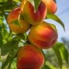 Harken Peach -The Orchard Zone harken peach