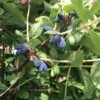 Blue Mistâ„¢ Honeyberry 1 Blue Mistâ„¢ Honeyberry -The Orchard Zone honeyberries2