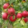 Akane And Honeycrisp Mini Orchard Bundle (3 Trees) 1 Akane And Honeycrisp Mini Orchard Bundle (3 Trees) -The Orchard Zone honeycrisp
