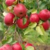 Easy-Grow Orchard Honeycrisp Apple Bundle (3 Trees) 1 Easy-Grow Orchard Honeycrisp Apple Bundle (3 Trees) -The Orchard Zone honeycrisp 517a3490 75fd 4bf8 b854 5bab00bd307c