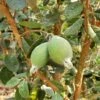 Ramsey Guava -The Orchard Zone how to grow pineapple guava feijoa feature 24034da0 14c5 469f a6d0 4e2c550b3709