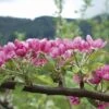 Pink Pearl Apple -The Orchard Zone httpraintreenursery.netpa575spinkpearlblossoms