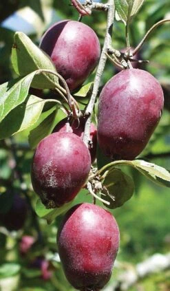 Hansen's Red Fleshed Crabapple -The Orchard Zone httpraintreenursery.netpa600 red fleshed crab1