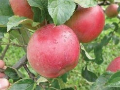Wolf River Apple -The Orchard Zone httpraintreenursery.netpa720s wolfriver1 cc2662c6 b61b 4ab0 b8a8 42e171eb72fb