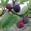 Premier Beach Plum -The Orchard Zone httpraintreenursery.netpbeech plum pg 49