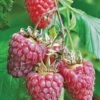 Tulameen Raspberry -The Orchard Zone httpraintreenursery.netpbest tulameen1