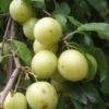 Yellow Roadside Plum -The Orchard Zone httpraintreenursery.netpc324