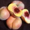 Sweet Bagel Peach 2 Sweet Bagel Peach -The Orchard Zone httpraintreenursery.netpc545 peach