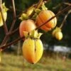 Saijo Persimmon -The Orchard Zone httpraintreenursery.netpd260 01