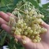 Goldbeere Elderberry -The Orchard Zone httpraintreenursery.netpe031goldbeere