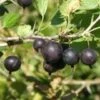 Orus 8 Goose/Currant -The Orchard Zone httpraintreenursery.netpe775 01