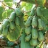 Jumbo Hardy Kiwi -The Orchard Zone httpraintreenursery.netph430 031