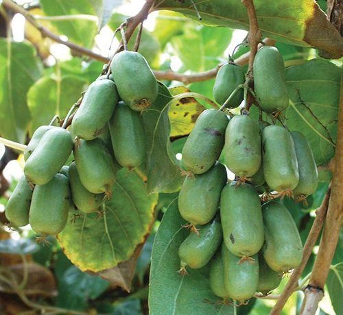 Jumbo Hardy Kiwi 3 Jumbo Hardy Kiwi