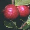 Chilean Guava -The Orchard Zone httpraintreenursery.netpj370 01 gigapixel standard scale 6 00x f7aebaa5 0173 44b7 bd25 672bc05c5819