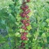 Leepared Gooseberry 2 Leepared Gooseberry -The Orchard Zone httpraintreenursery.netpleepared gooseberry