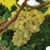 Neptune Seedless Grape -The Orchard Zone httpraintreenursery.netpneptunegrape1