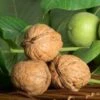 Franquette Walnut -The Orchard Zone httpraintreenursery.netpwalnuts1