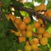 Hunza Apricot -The Orchard Zone hunza apricot