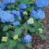 Double Down® Hydrangea -The Orchard Zone hydd