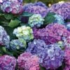 L.A. Dreamin’® Hydrangea -The Orchard Zone hylad