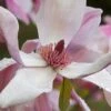 Daybreak Magnolia 1 Daybreak Magnolia -The Orchard Zone iStock 542290630 1920x1280 1