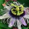 Possum Purple Passiflora 1 Possum Purple Passiflora -The Orchard Zone image 508cc5f3 ad6c 4cb8 b425 9978e87a8026 1