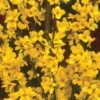 Alpha Gold Tide™ Forsythia 2 Alpha Gold Tide™ Forsythia -The Orchard Zone image 9c37b531 d340 4111 a1b8 f454f1ac113a 1