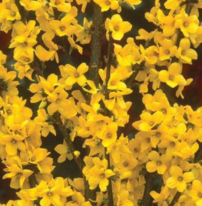 Alpha Gold Tide™ Forsythia 3 Alpha Gold Tide™ Forsythia